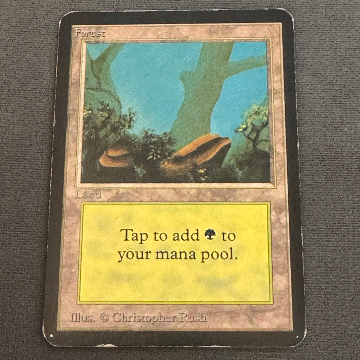 Forest (A) Limited Edition Alpha 294 MTG Magic The Gathering MP #1