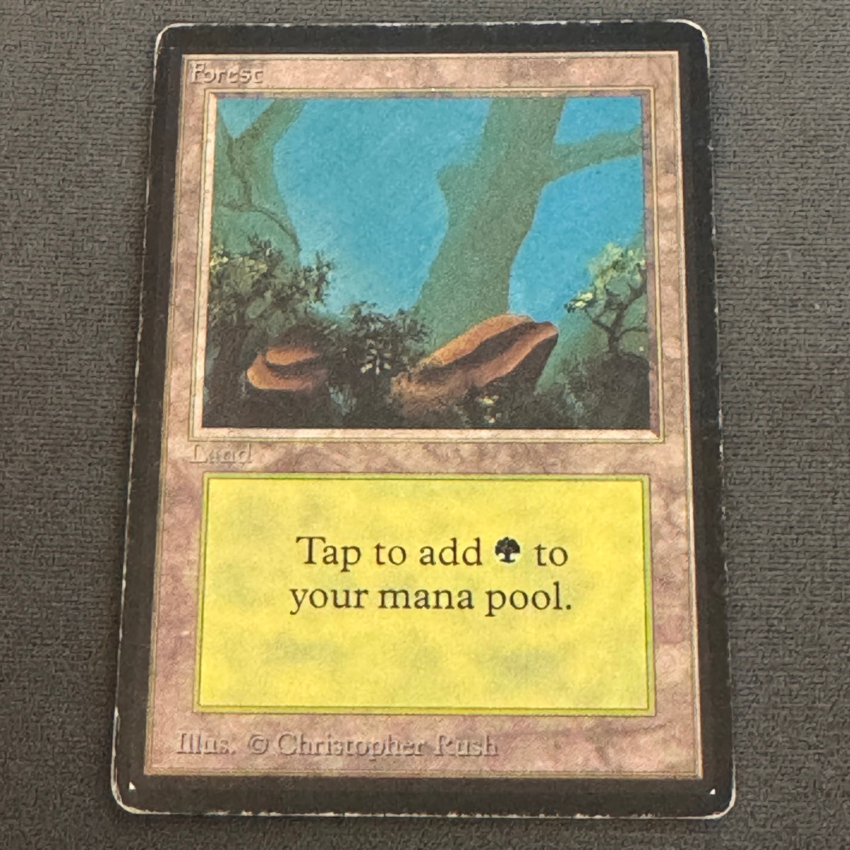Forest (A) Limited Edition Beta 300 MTG Magic The Gathering MP