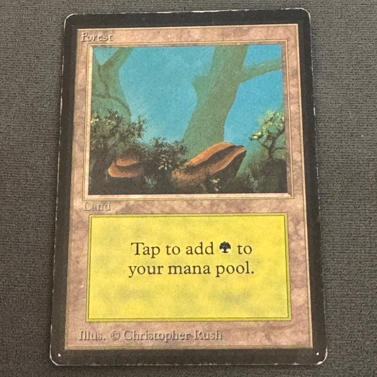 Forest (A) Limited Edition Beta 300 MTG Magic The Gathering MP #1